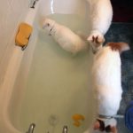 Cats-That-Love-Water-23