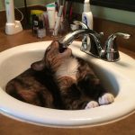 Cats-That-Love-Water-24