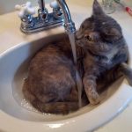 Cats-That-Love-Water-27