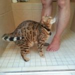 Cats-That-Love-Water-29