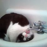 Cats-That-Love-Water-3