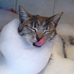 Cats-That-Love-Water-32