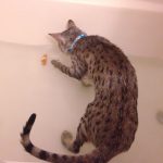 Cats-That-Love-Water-35