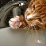 Cats-That-Love-Water-36