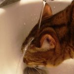 Cats-That-Love-Water-36