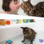 Cats-That-Love-Water-6