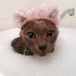 Cats-That-Love-Water-7