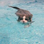 Cats-That-Love-Water-8