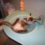 Cats-That-Love-Water-9