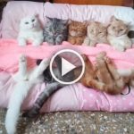 Featured-5-Adorable-Sleepy-Cats