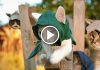 Assassin’s Kittens – The Fluffy Hazard of The Assassin’s Creed!