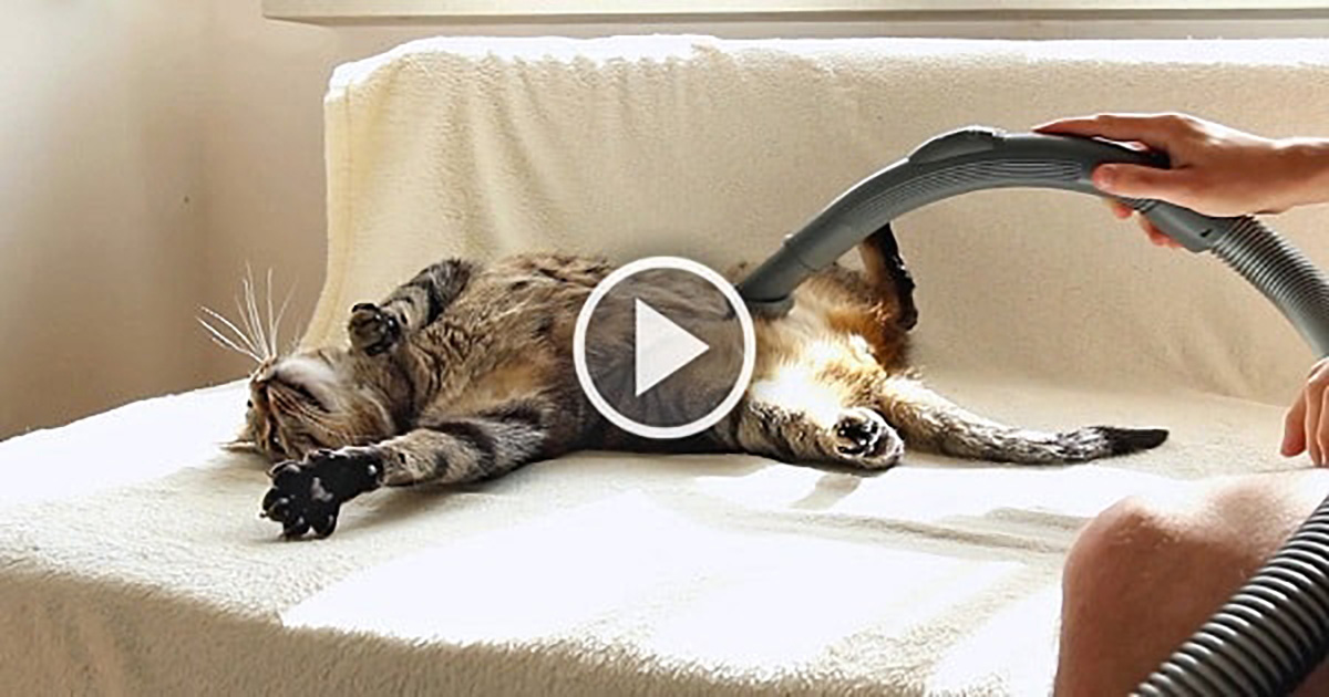 Meet Bobo, The Adorable Cat Who Really Loves Being Vacuumed Catlov