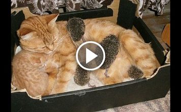 Cat Adopts Baby Orphaned Hedgehogs As Her Own