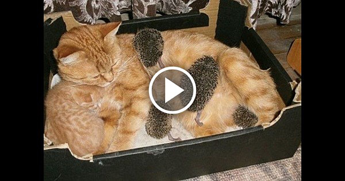 Cat Adopts Baby Orphaned Hedgehogs As Her Own Catlov
