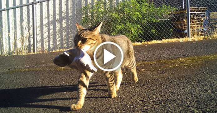 Featured-Cat-Steals-Weed-FB