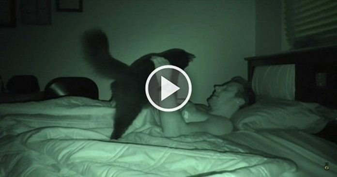 Featured-Cats-Sleep-On-Bed