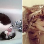 Featured-Cats-That-Love-Water-FB