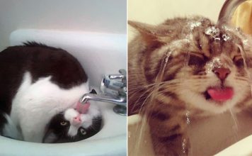 15+ Silly Cats That Actually Like Water
