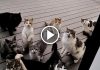 Man Has a Chorus of Cats Singing at His Door Each and Every Day