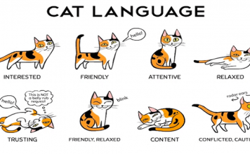 How to Find a ‘Common Language’ With Your Cat!