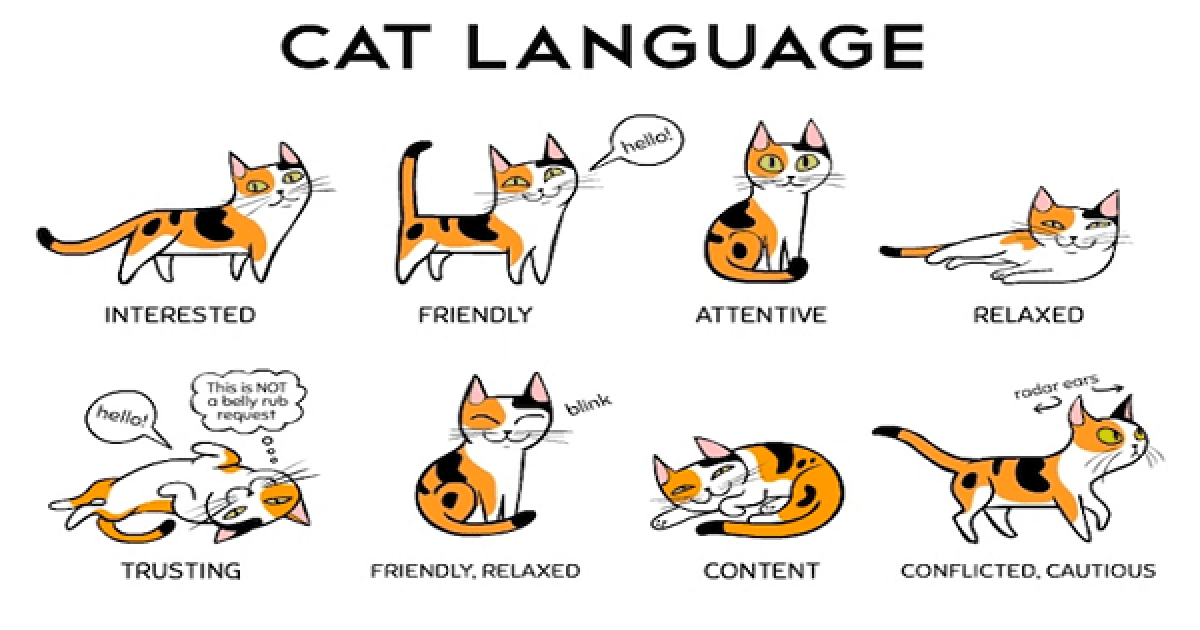 How to Find a Language’ With Your Cat! Catlov