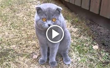 Cute Cat Arguing With Her Human