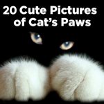 Featured-Cutest-Paw-Photos-FB