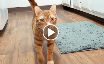How Cats Say “I Love You” To Us