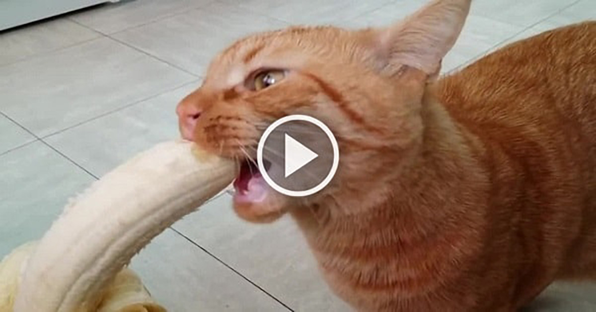 Mao, The Cat Discovering He Loves Bananas | Catlov