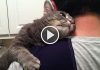 Overly Attached Kitty Demands Love & Attention