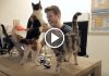 What's It Like to Work With Cats…A Day at the Poopy Cat Office