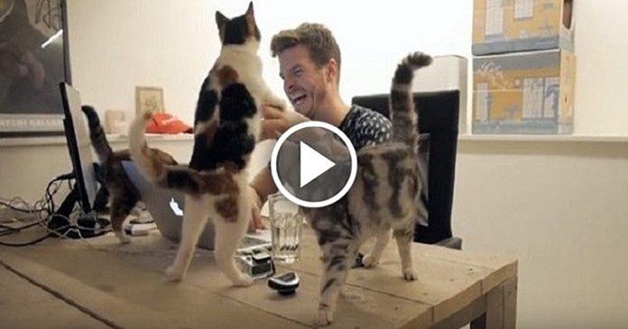 Featured-Poopy-Cat-Office-FB