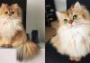 This is Smoothie, The World’s Most Photogenic Cat