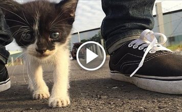 Cute Stray Kitten Follows Humans Around And Finds Forever Home