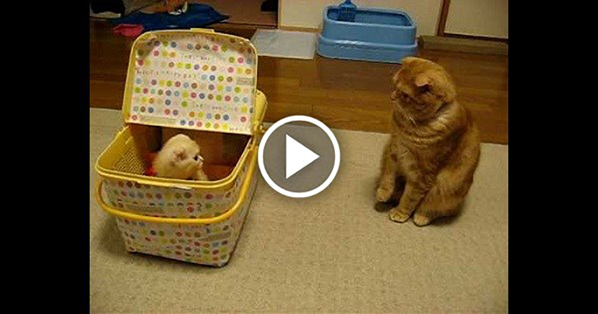 Ganmu The Ginger Cat Meets A Kitten For The Very First Time Catlov