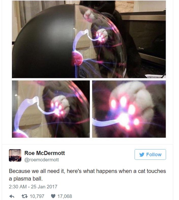 Hilarious-Cat-Tweets-17