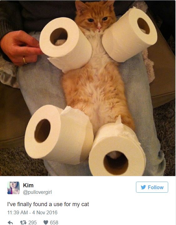 Hilarious-Cat-Tweets-21
