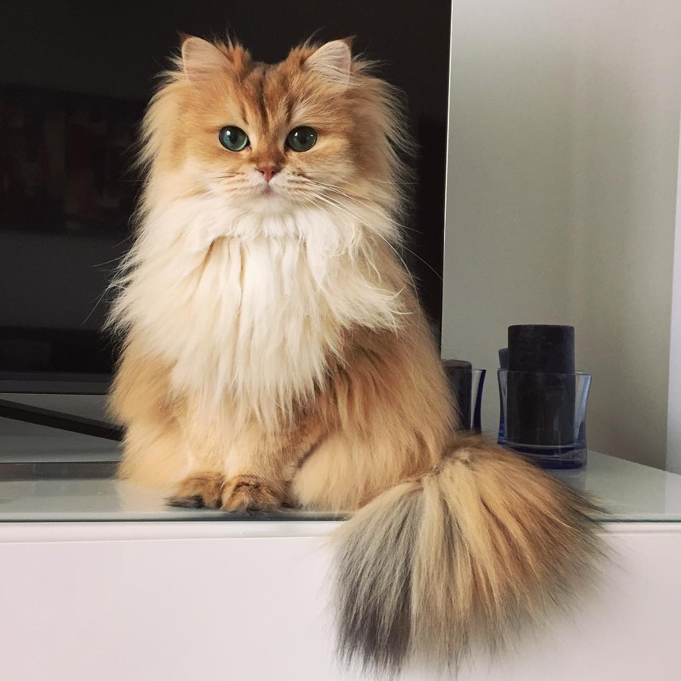 Smoothie-Most-Photogenic-Cat-1