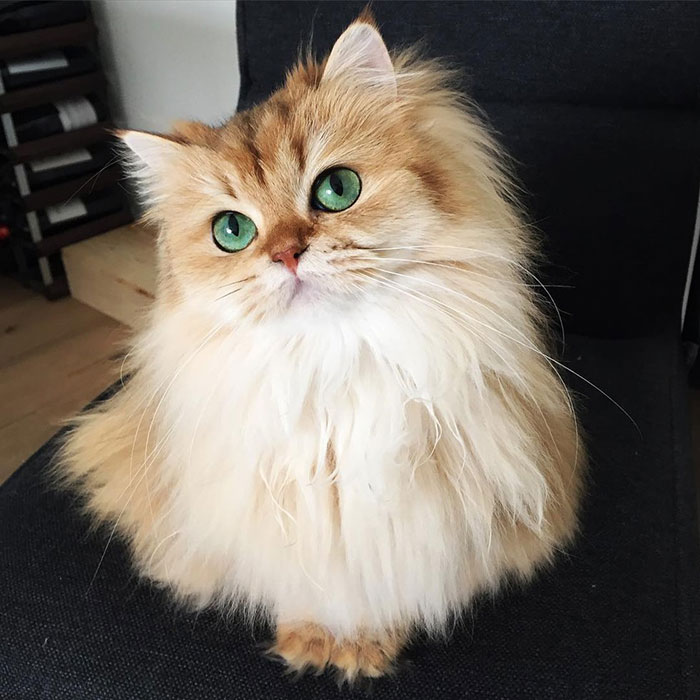 Smoothie-Most-Photogenic-Cat-2