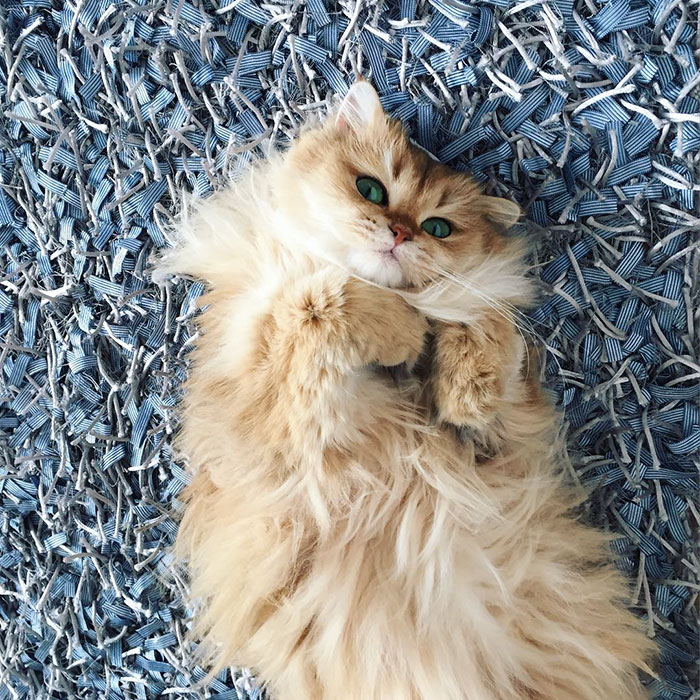 Smoothie-Most-Photogenic-Cat-5