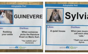 Cat Adoption Agency Develops Fun And Clever Labels To Help Adoption Process