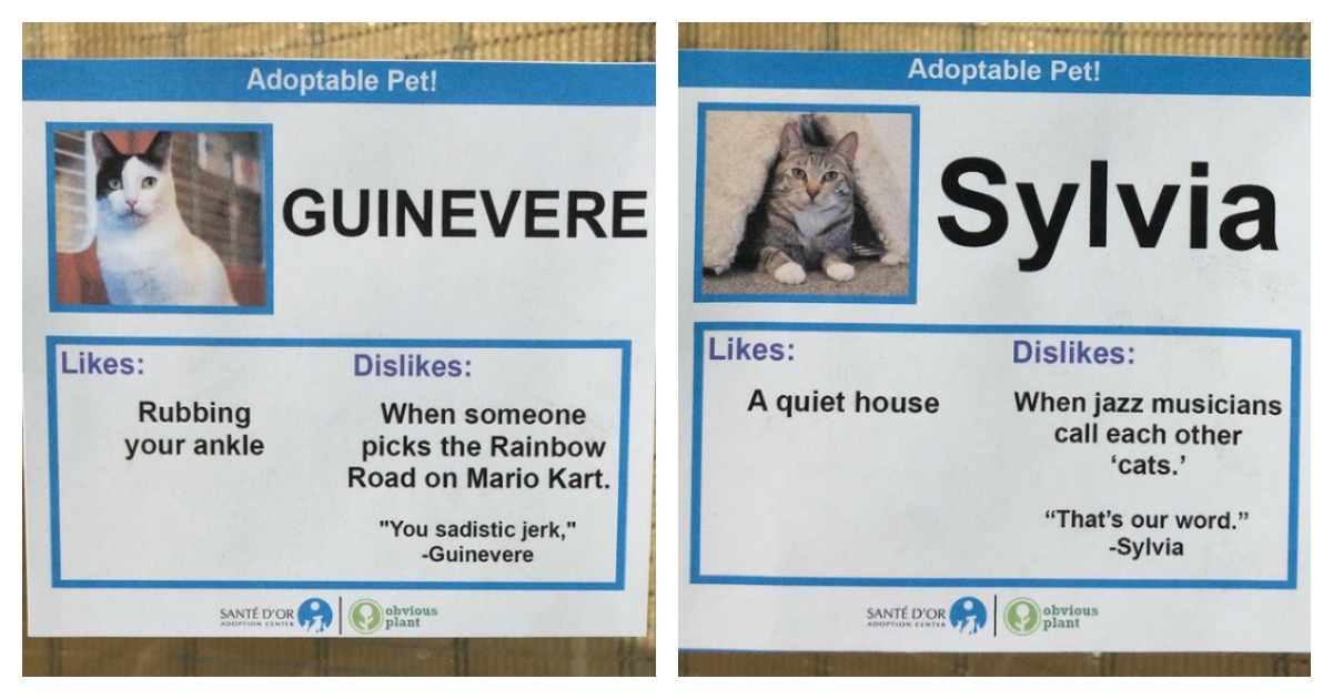 Cat Adoption Agency Develops Fun And Clever Labels To Help Adoption