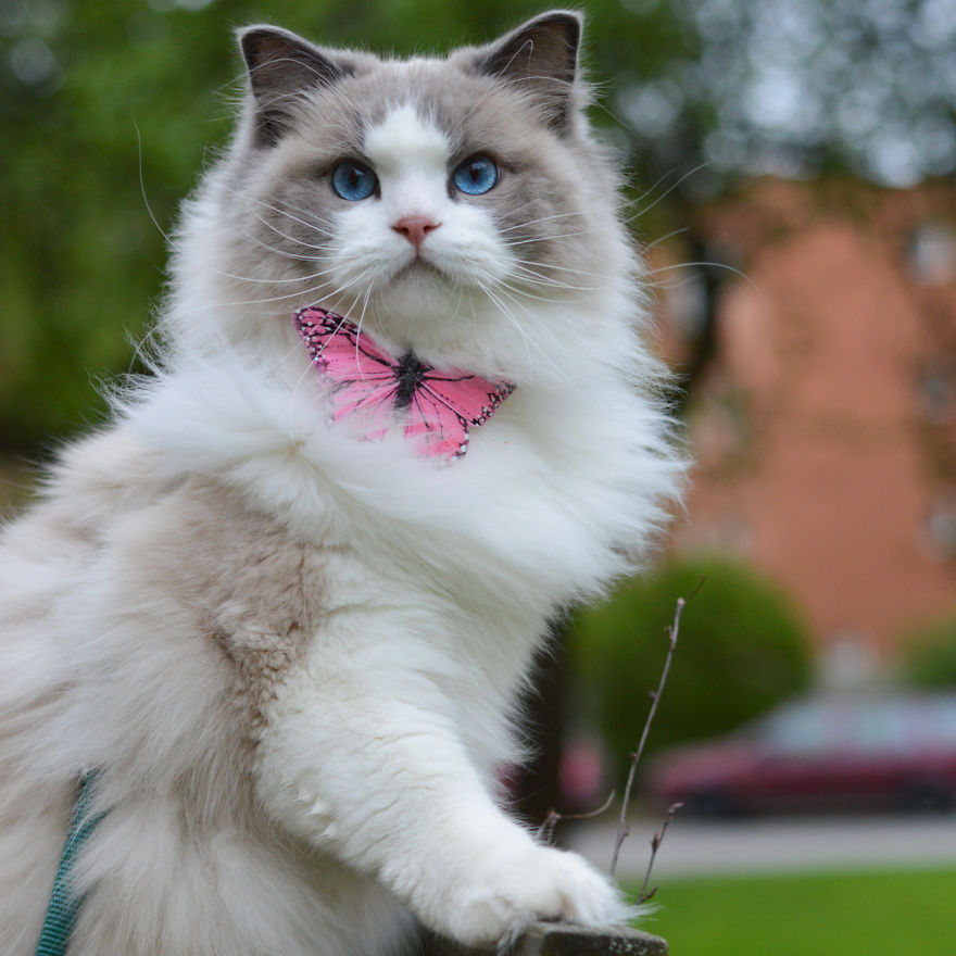 Aurora, The Feline Royalty with a Spectacular Charm – Icestech