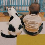 babysitting-cats-10