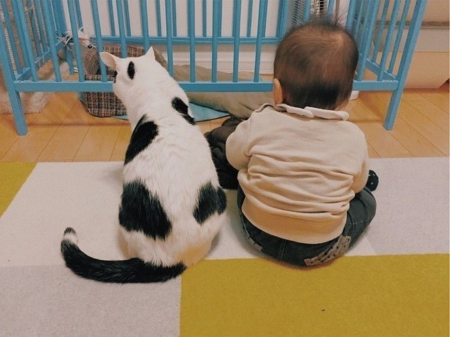 babysitting-cats-10