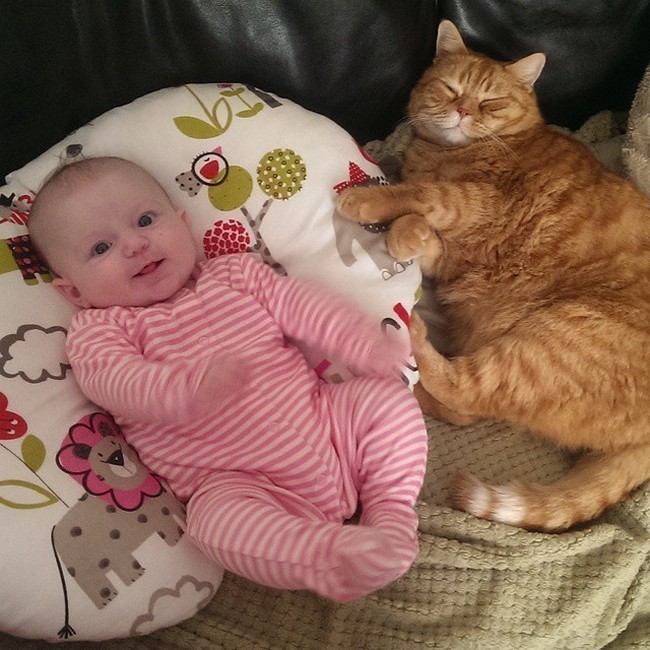 babysitting-cats-13