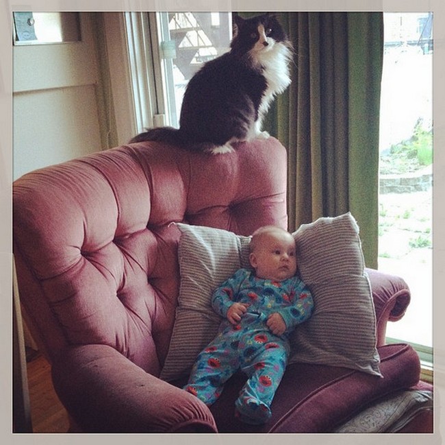 babysitting-cats-15