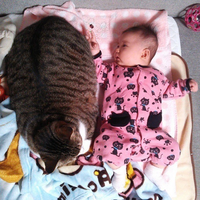 babysitting-cats-16