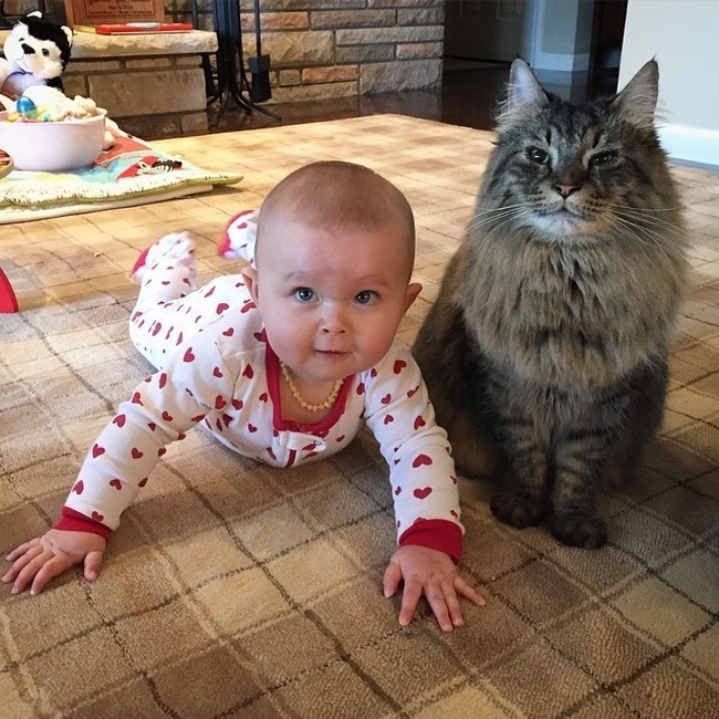 babysitting-cats-17