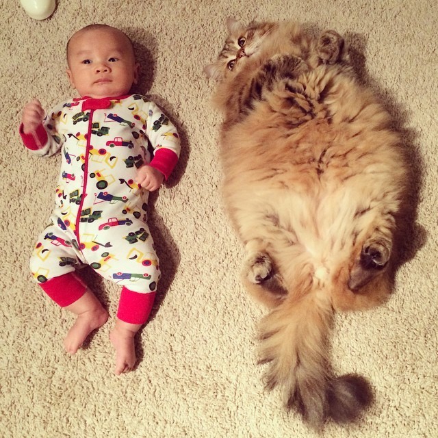 babysitting-cats-20